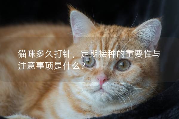 貓咪多久打針,定期接種的重要性與注意事項(xiàng)是什么? 貓咪多久打針,定期接種的重要性與注意事項(xiàng)是什么?