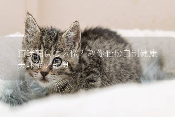 貓咪輔食怎么做？教你輕松自制健康美味貓咪輔食