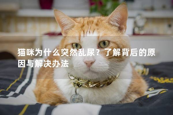 貓咪為什么突然亂尿？了解背后的原因與解決辦法