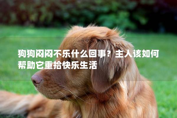 狗狗悶悶不樂(lè)什么回事？主人該如何幫助它重拾快樂(lè)生活