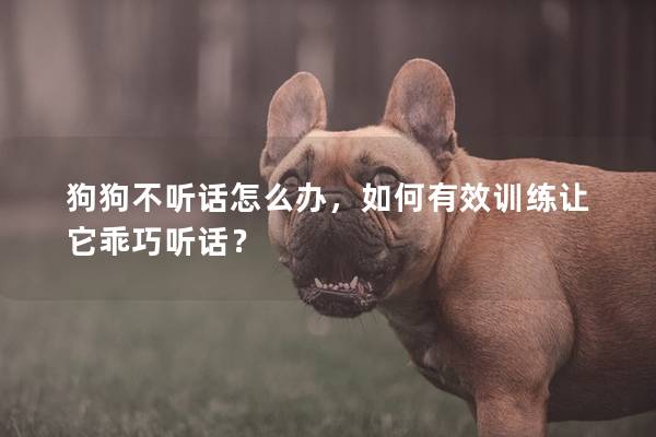 狗狗不聽話怎么辦，如何有效訓練讓它乖巧聽話？