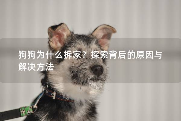 狗狗為什么拆家?探索背后的原因與解決方法 狗狗為什么拆家?探索背后的原因與解決方法