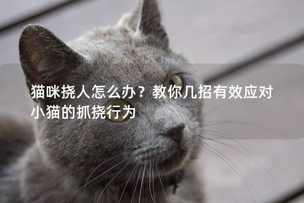 貓咪撓人怎么辦？教你幾招有效應(yīng)對小貓的抓撓行為