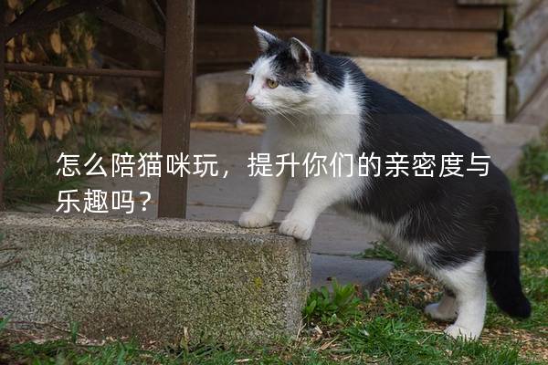 怎么陪貓咪玩，提升你們的親密度與樂趣嗎？