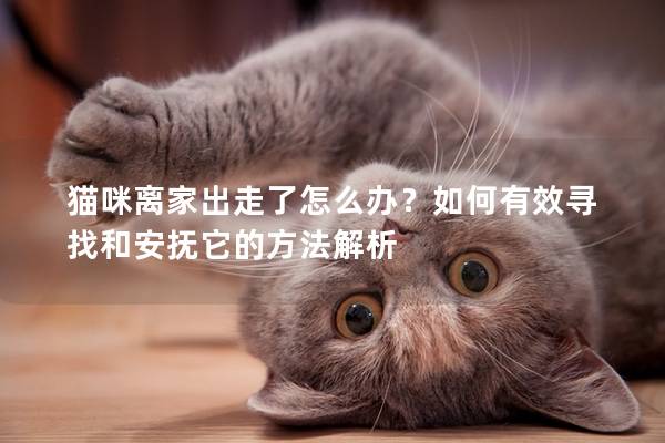貓咪離家出走了怎么辦？如何有效尋找和安撫它的方法解析