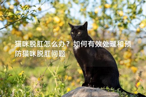 貓咪脫肛怎么辦？如何有效處理和預防貓咪脫肛問題