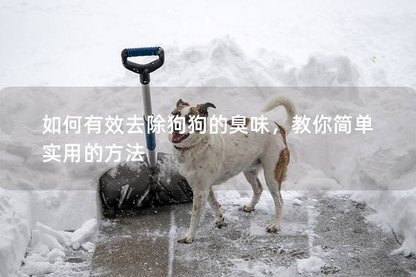 如何有效去除狗狗的臭味，教你簡單實用的方法