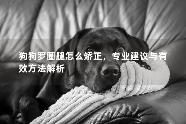狗狗羅圈腿怎么矯正，專業建議與有效方法解析