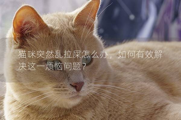 貓咪突然亂拉屎怎么辦，如何有效解決這一煩惱問題？