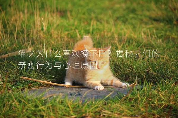 貓咪為什么喜歡摸下巴？揭秘它們的親密行為與心理原因
