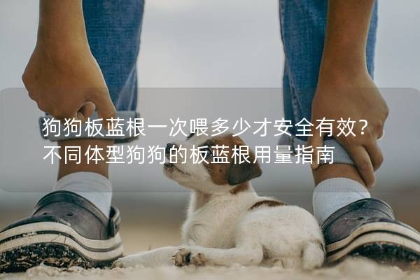 狗狗板藍(lán)根一次喂多少才安全有效？不同體型狗狗的板藍(lán)根用量指南