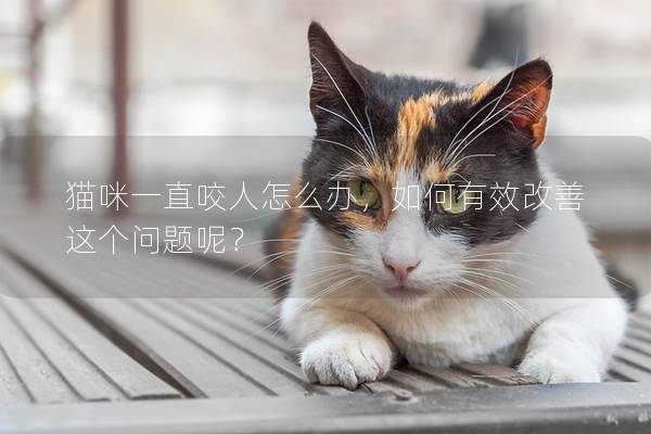 貓咪一直咬人怎么辦，如何有效改善這個(gè)問題呢？
