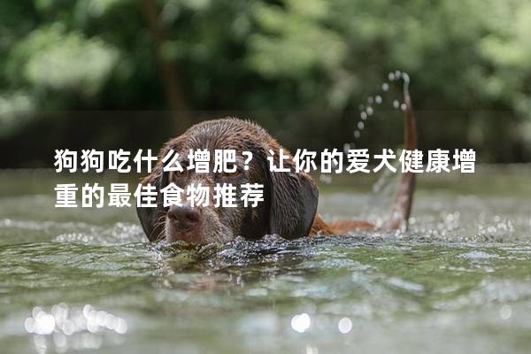 狗狗吃什么增肥？讓你的愛犬健康增重的最佳食物推薦