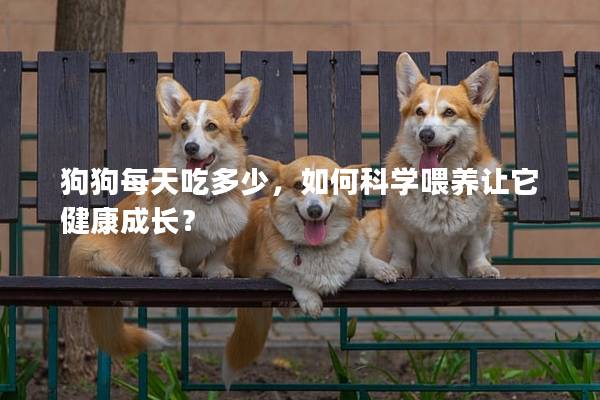 狗狗每天吃多少，如何科學喂養讓它健康成長？