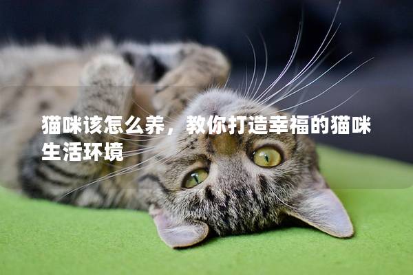 貓咪該怎么養(yǎng)，教你打造幸福的貓咪生活環(huán)境