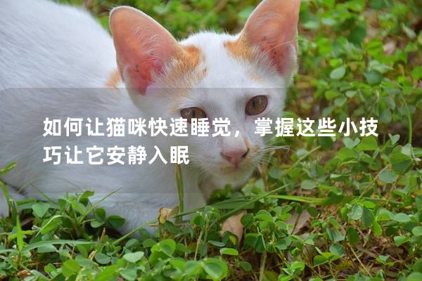如何讓貓咪快速睡覺，掌握這些小技巧讓它安靜入眠
