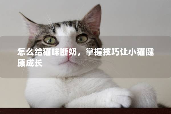 怎么給貓咪斷奶，掌握技巧讓小貓健康成長