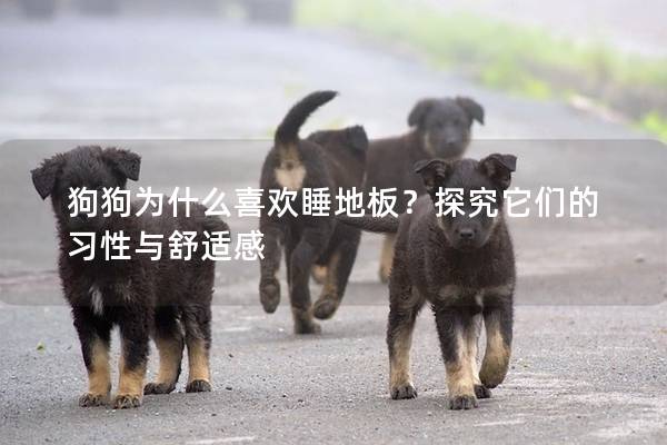 狗狗為什么喜歡睡地板？探究它們的習性與舒適感