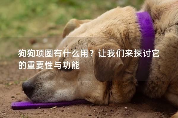 狗狗項圈有什么用？讓我們來探討它的重要性與功能
