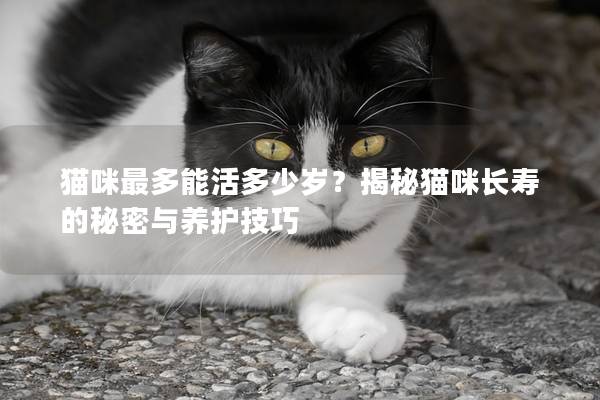 貓咪最多能活多少歲？揭秘貓咪長壽的秘密與養護技巧
