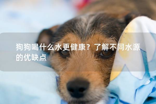 狗狗喝什么水更健康？了解不同水源的優缺點