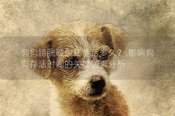 狗狗膀胱破裂還能活多久？,影響狗狗存活時間的關鍵因素分析