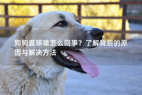狗狗直哆嗦怎么回事？了解背后的原因與解決方法
