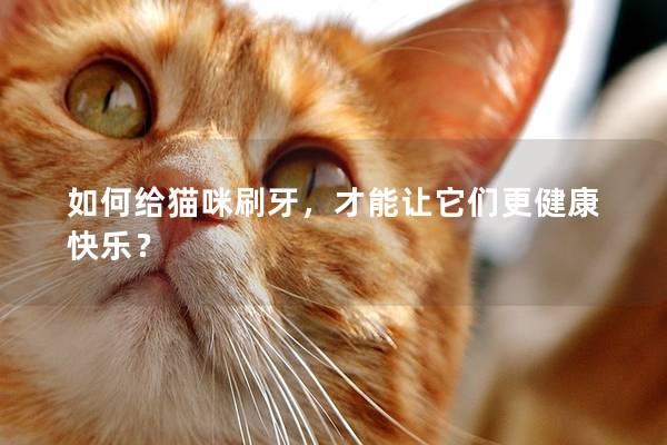如何給貓咪刷牙，才能讓它們更健康快樂？