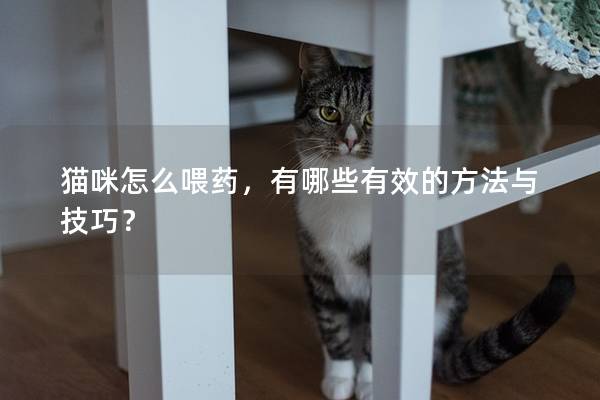 貓咪怎么喂藥，有哪些有效的方法與技巧？