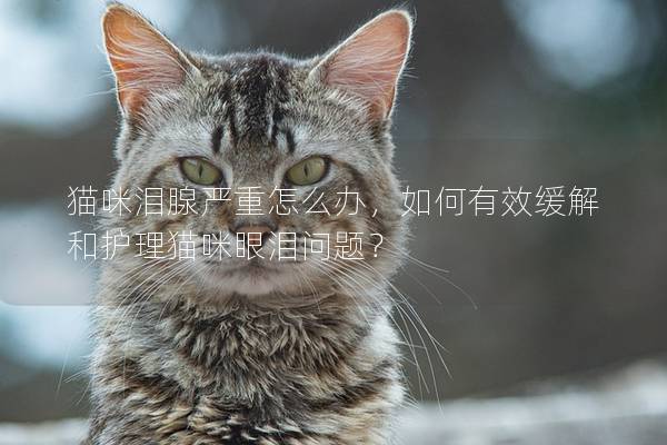 貓咪淚腺嚴重怎么辦，如何有效緩解和護理貓咪眼淚問題？
