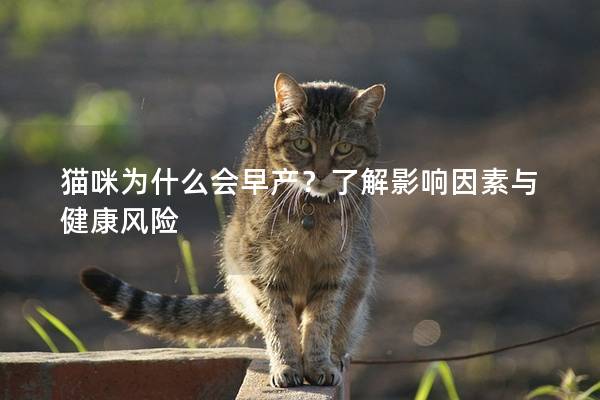貓咪為什么會早產？了解影響因素與健康風險