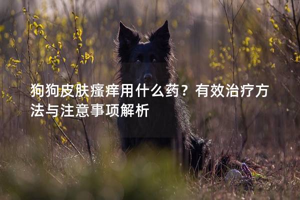 狗狗皮膚瘙癢用什么藥？有效治療方法與注意事項解析