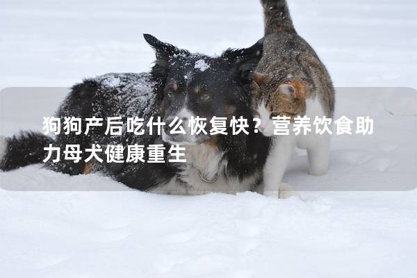 狗狗產后吃什么恢復快？營養(yǎng)飲食助力母犬健康重生