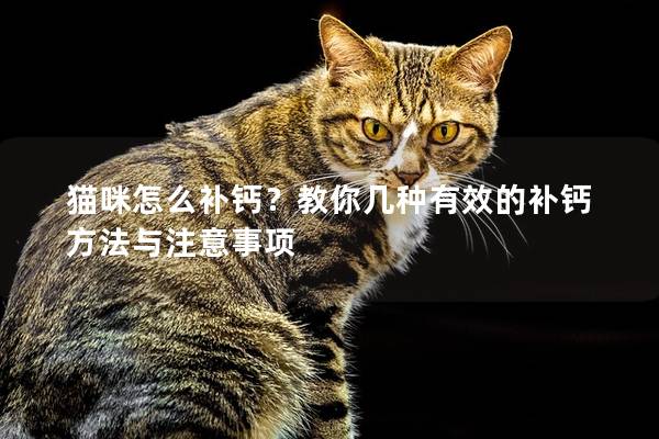 貓咪怎么補鈣？教你幾種有效的補鈣方法與注意事項