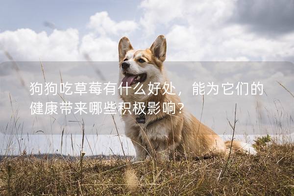 狗狗吃草莓有什么好處，能為它們的健康帶來哪些積極影響？