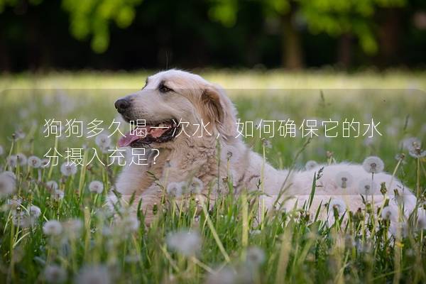 狗狗多久喝一次水，如何確保它的水分攝入充足？