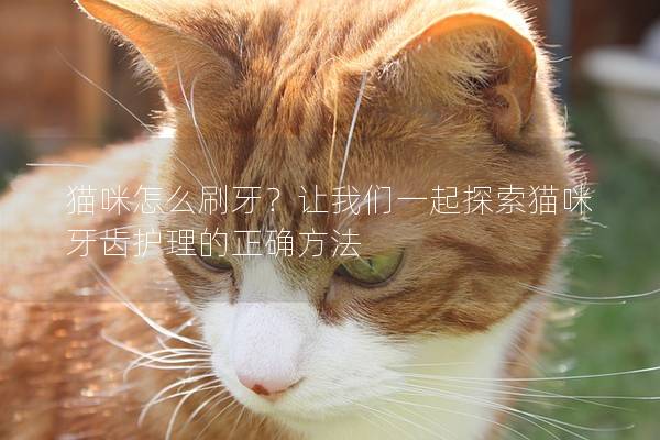 貓咪怎么刷牙？讓我們一起探索貓咪牙齒護理的正確方法