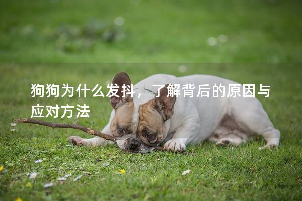 狗狗為什么發抖，了解背后的原因與應對方法