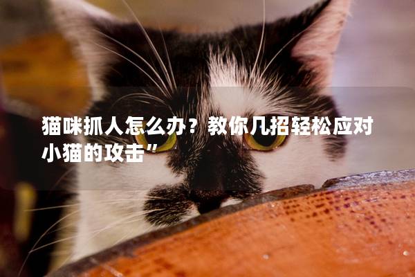 貓咪抓人怎么辦？教你幾招輕松應對小貓的攻擊”