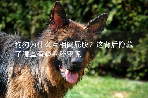狗狗為什么互相聞屁股？這背后隱藏了哪些有趣的秘密呢