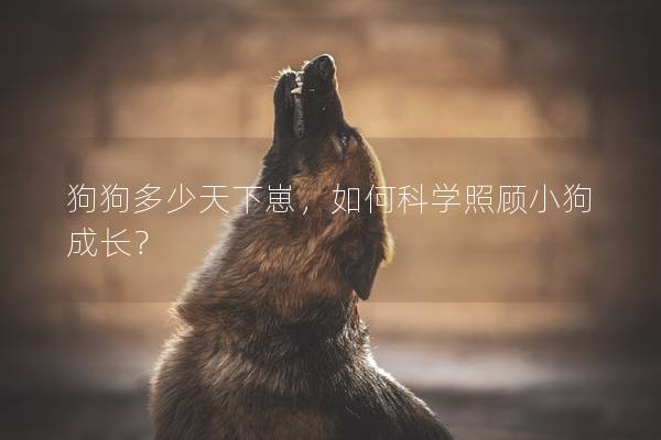 狗狗多少天下崽，如何科學照顧小狗成長？