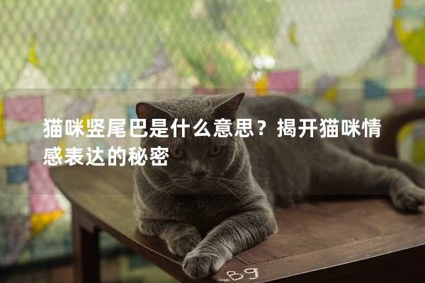 貓咪豎尾巴是什么意思？揭開貓咪情感表達的秘密