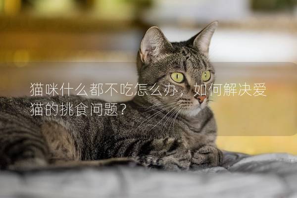 貓咪什么都不吃怎么辦，如何解決愛貓的挑食問題？