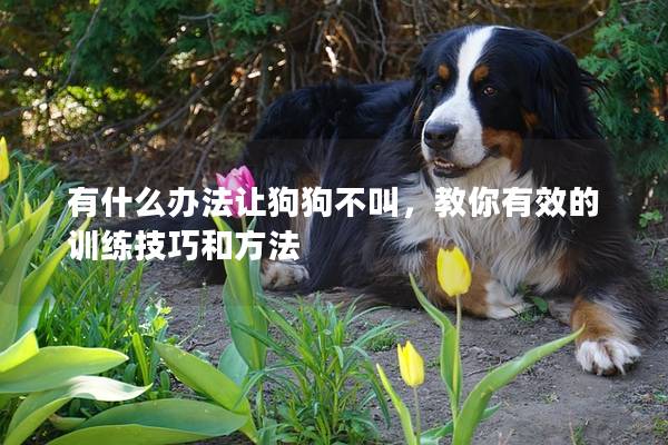 有什么辦法讓狗狗不叫，教你有效的訓練技巧和方法