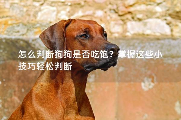 怎么判斷狗狗是否吃飽？掌握這些小技巧輕松判斷