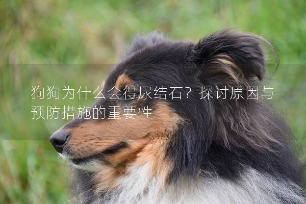 狗狗為什么會得尿結石？探討原因與預防措施的重要性