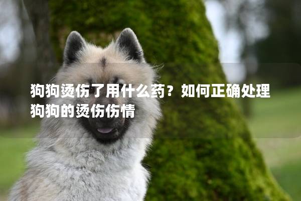 狗狗燙傷了用什么藥？如何正確處理狗狗的燙傷傷情
