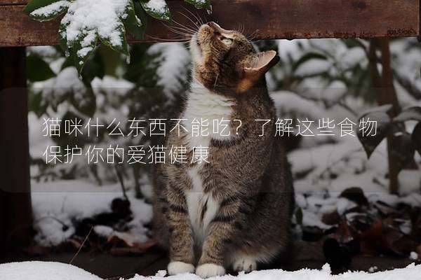 貓咪什么東西不能吃？了解這些食物保護你的愛貓健康