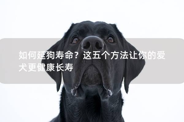 如何延狗壽命？這五個方法讓你的愛犬更健康長壽