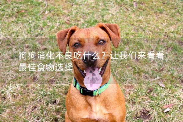 狗狗消化不良吃什么?讓我們來看看最佳食物選擇 狗狗消化不良吃什么?讓我們來看看最佳食物選擇